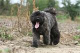 BOUVIER DES FLANDRES 188